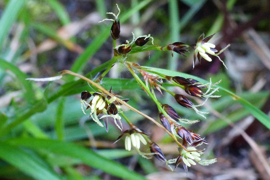 Luzula forsteri